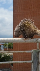 Coendou longicaudatus