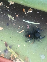 Phidippus audax