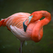 American Flamingo - Photo (c) Diana Robinson, some rights reserved (CC BY-NC-ND)