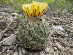Coryphantha pallida