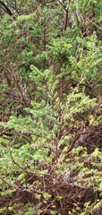 Tsuga chinensis