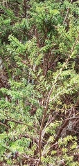 Tsuga chinensis