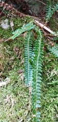 Polystichum stenophyllum