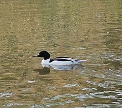 Mergus merganser