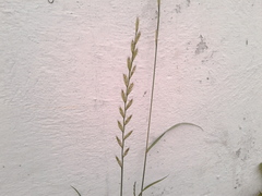 Lolium multiflorum