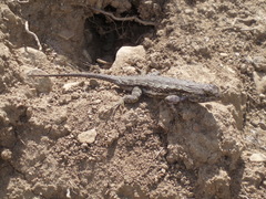 Sceloporus occidentalis longipes