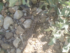 Sceloporus occidentalis longipes