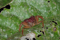 Geosesarma danumense