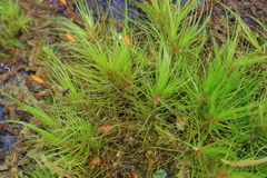 Dicranoloma menziesii