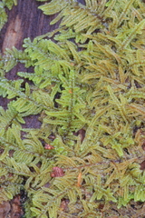 Hypnum chrysogaster
