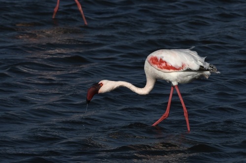 Lesser Flamingo