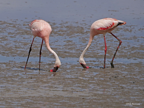 Lesser Flamingo