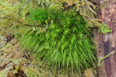 Dicranoloma menziesii