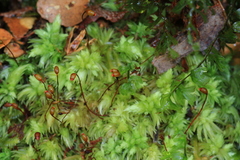 Leucobryum javense