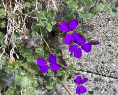 Aubrieta deltoidea