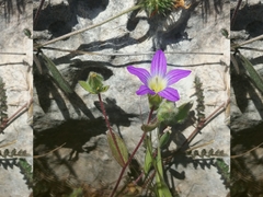 Campanula hierosolymitana