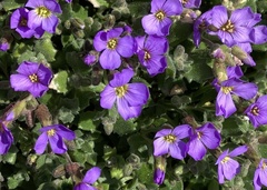 Aubrieta deltoidea