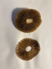 Agrocybe sororia