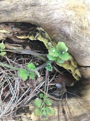 Ranunculus lanuginosus