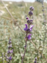 Nepeta curviflora
