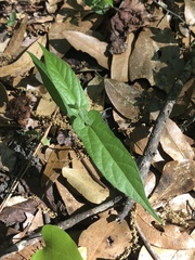 Endodeca serpentaria