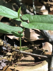 Endodeca serpentaria