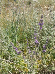 Nepeta curviflora