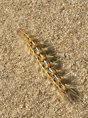 Paracles deserticola