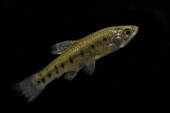 Chapalichthys encaustus