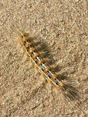 Paracles deserticola
