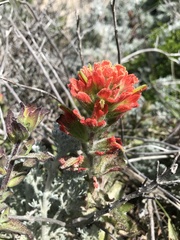 Castilleja latifolia