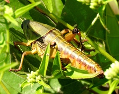Brachystola behrensii