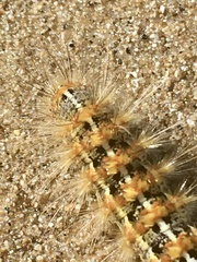 Paracles deserticola