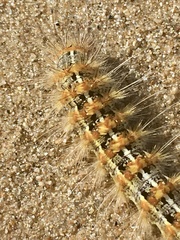 Paracles deserticola