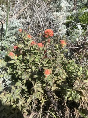 Castilleja latifolia