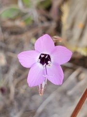 Gilia tenuiflora