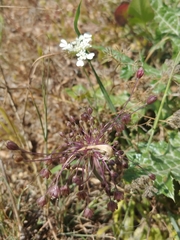Allium daninianum
