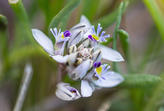 Polygala salasiana