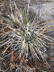 Yucca glauca