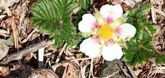 Fragaria hayatae
