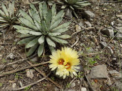 Coryphantha
