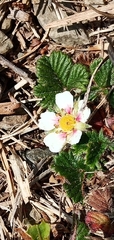 Fragaria hayatae