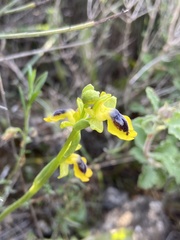 Ophrys lutea phryganae