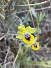 Ophrys lutea phryganae
