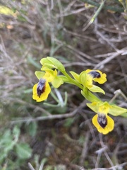 Ophrys lutea phryganae