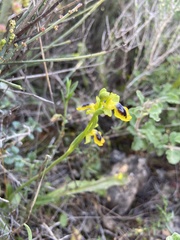Ophrys lutea phryganae