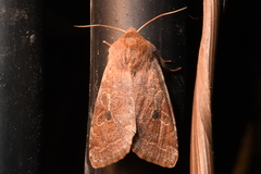 Orthosia rubescens