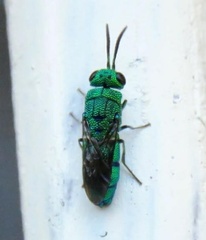 Caenochrysis