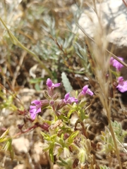 Stachys neurocalycina