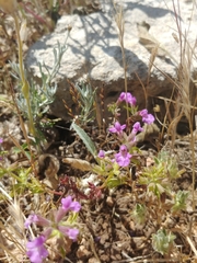 Stachys neurocalycina